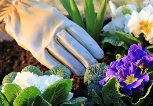 Landscaper preparing soil and planting in a front garden