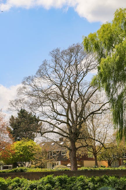 A tall, mature tree with a wide, branching structure and a mixture of bare limbs and sparse foliage stands prominently in a suburban garden in Honor Oak. To the right, a vibrant green willow tree with