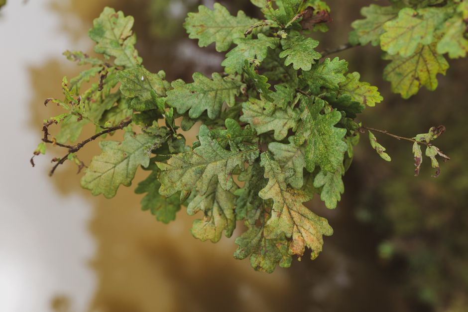 A close-up of a cluster of oak tree leaves, displaying their characteristic lobed shape and varied shades of green with hints of yellow and brown, indicating seasonal change. The leaves are attached t